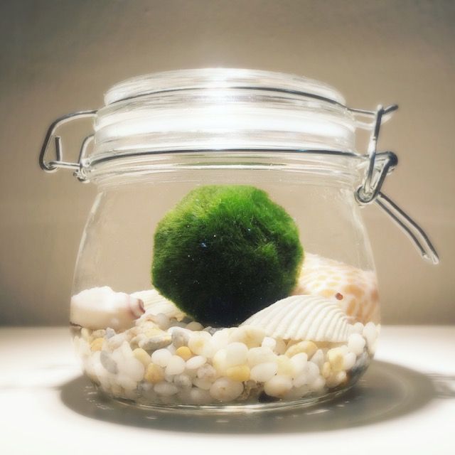 Coltivazione e cura del Marimo: l'alga palla da compagnia