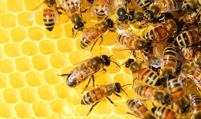 le vie del miele, evento a Melendugno