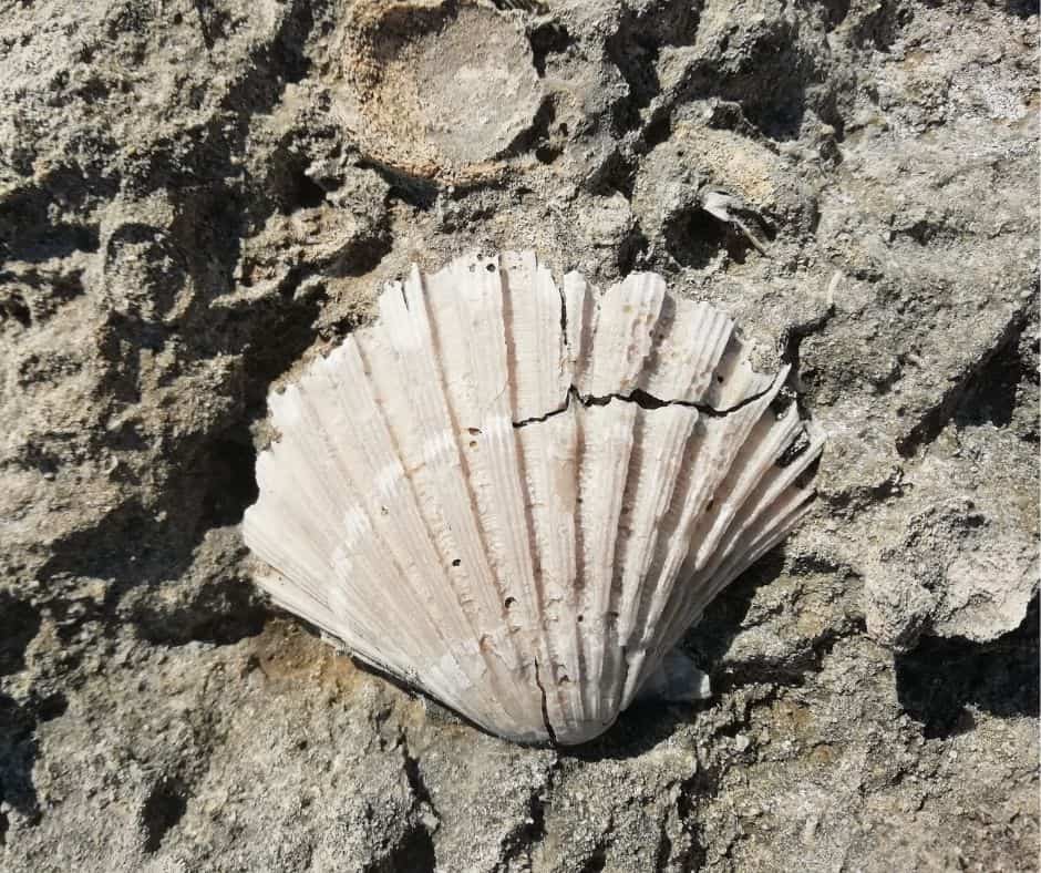 conchiglia fossile di serra cicora
